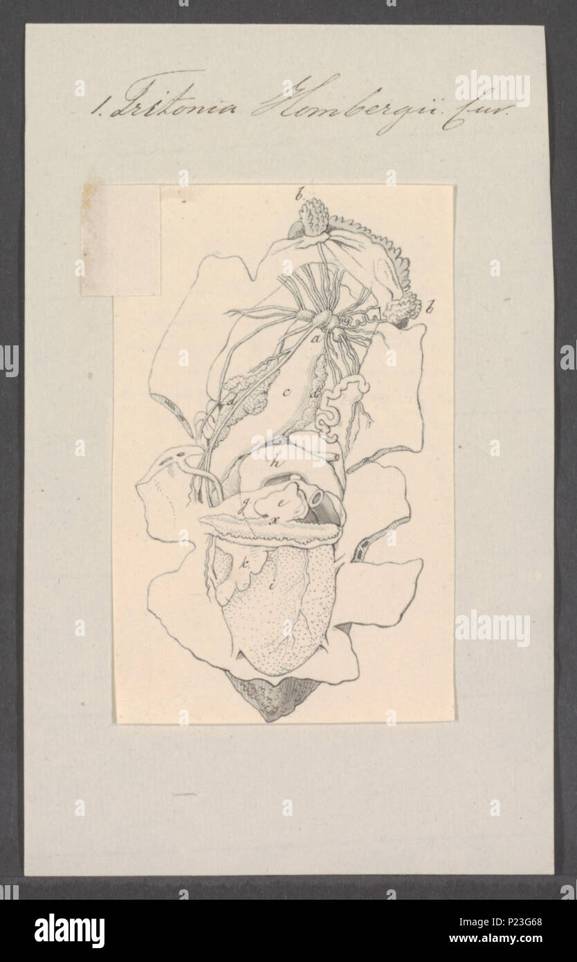 . Tritonia hombergii 309 Tritonia hombergii - - Stampa - Iconographia Zoologica - Collezioni Speciali Università di Amsterdam - UBAINV0274 080 17 0007 Foto Stock