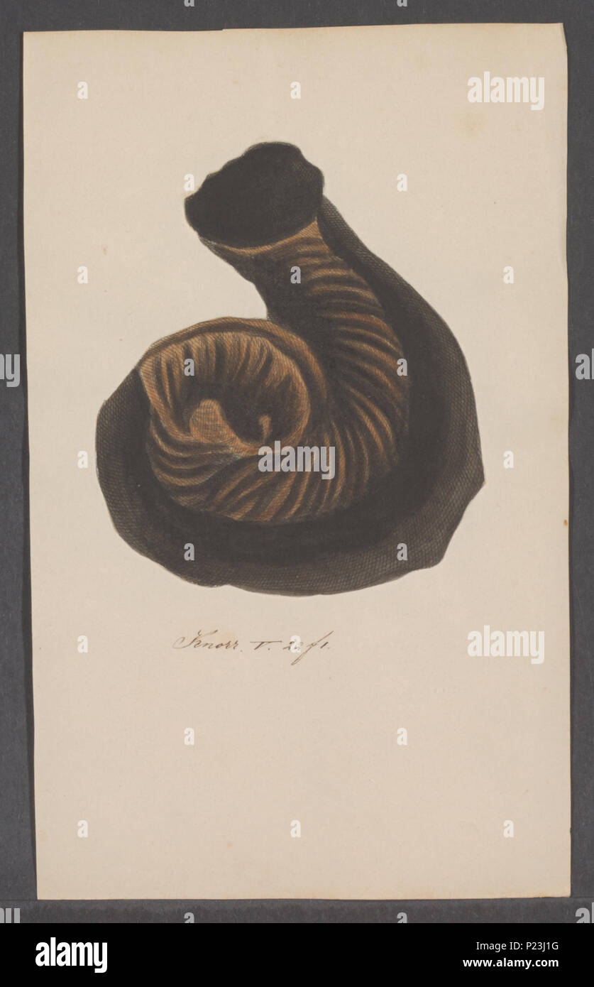 . Magilus spec 180 Magilus spec. - - Stampa - Iconographia Zoologica - Collezioni Speciali Università di Amsterdam - UBAINV0274 082 02 0003 Foto Stock