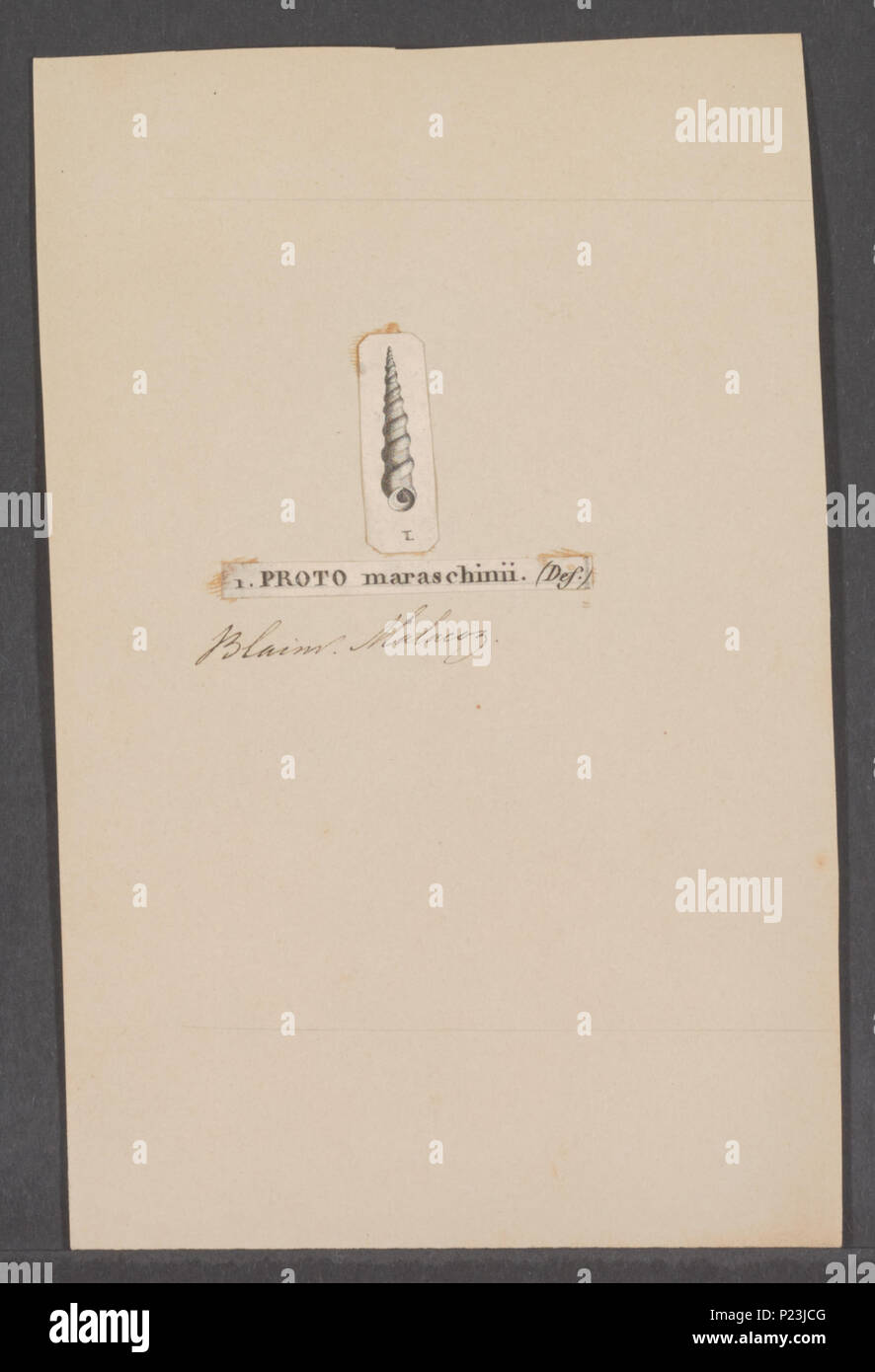 . Proto maraschinii 270 Proto maraschinii - - Stampa - Iconographia Zoologica - Collezioni Speciali Università di Amsterdam - UBAINV0274 082 25 0015 Foto Stock