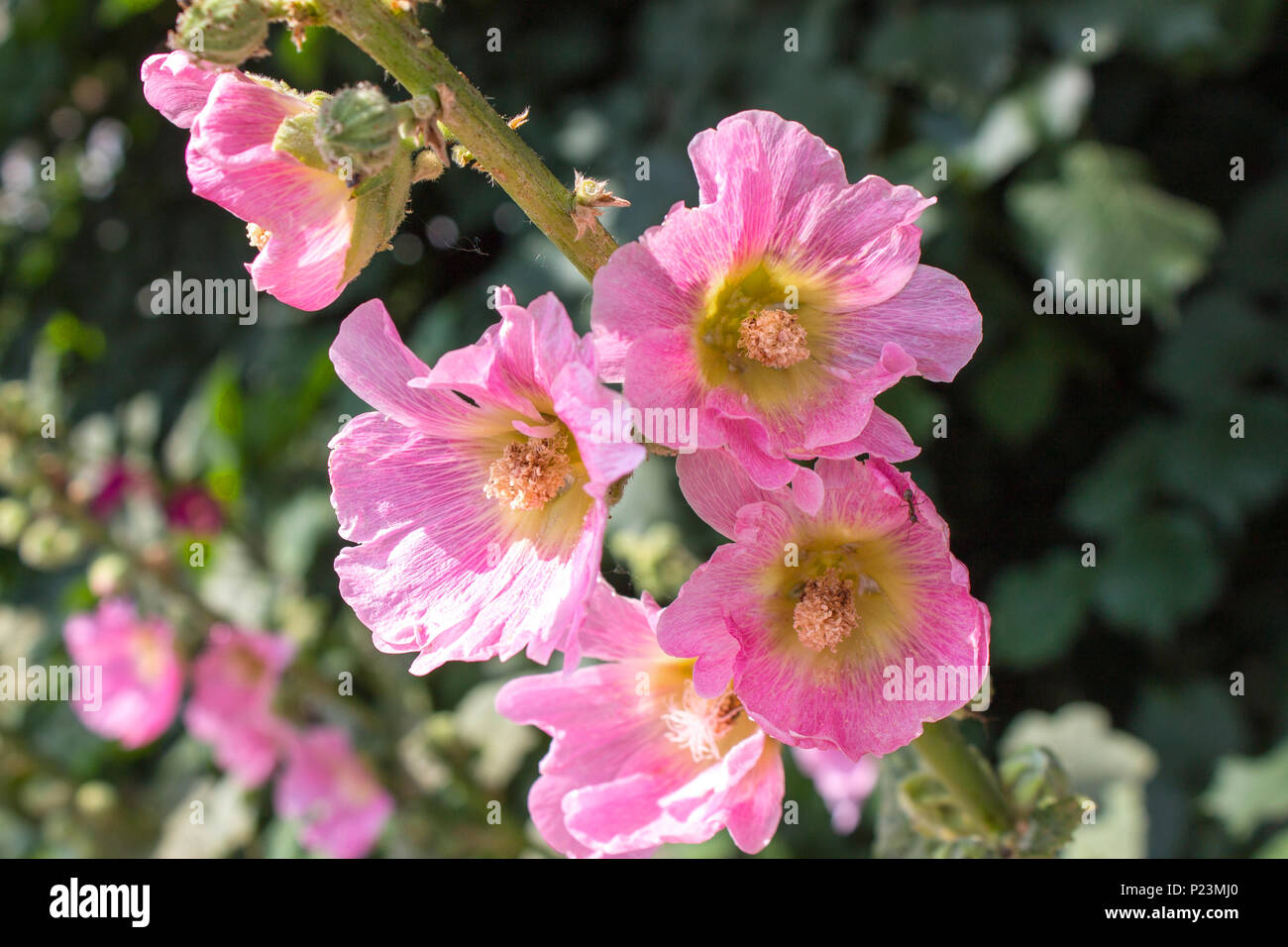 Foto del ramo di fiori di colore rosa. Close-up Foto Stock