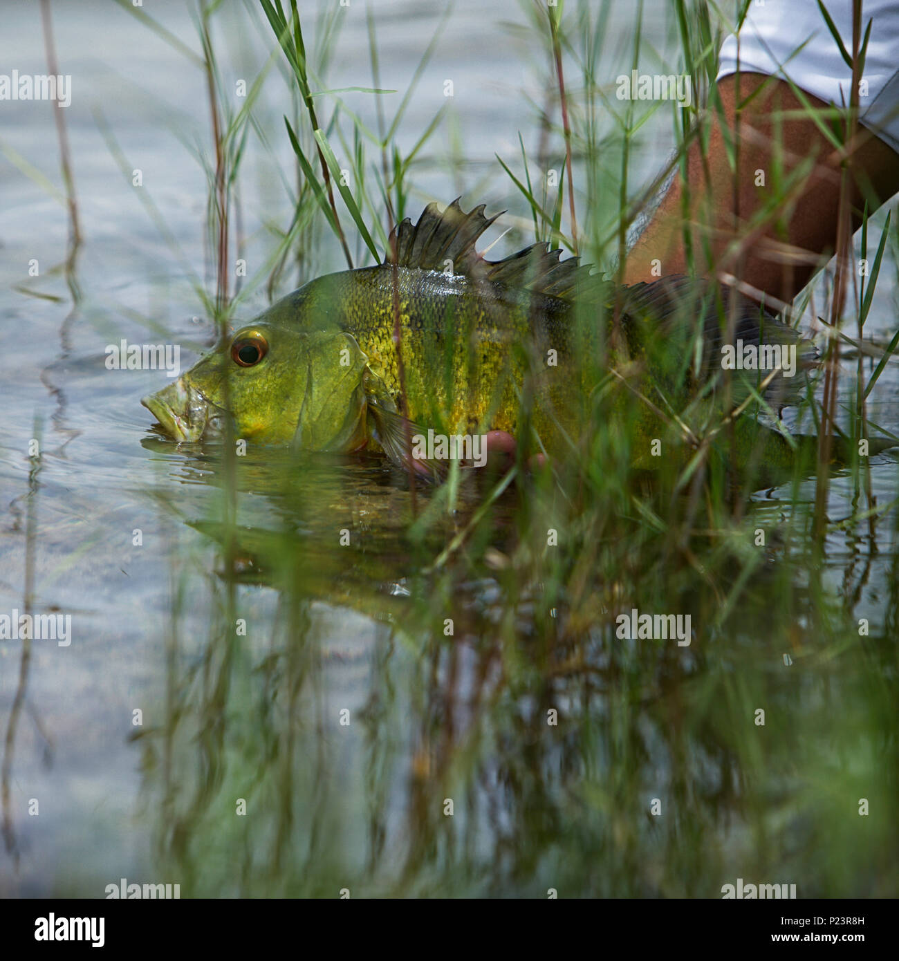 Exotic Peacock Bass Pesce Foto Stock