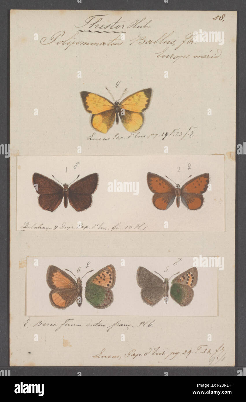 . Thestor 305 Thestor - Stampa - Iconographia Zoologica - Collezioni Speciali Università di Amsterdam - UBAINV0274 050 02 0025 Foto Stock