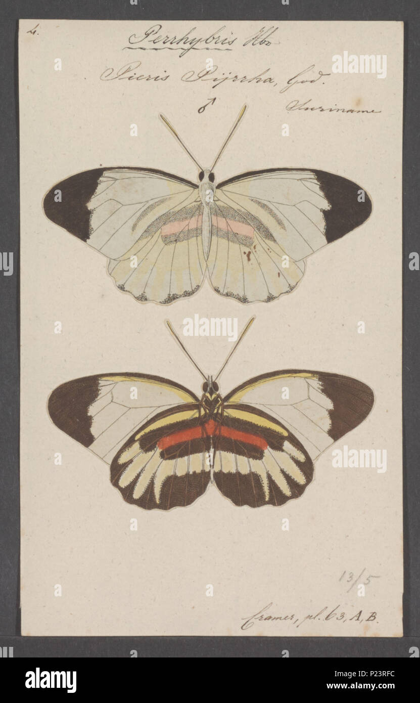 . Perrhybris 221 Perrhybris - Stampa - Iconographia Zoologica - Collezioni Speciali Università di Amsterdam - UBAINV0274 052 01 0006 Foto Stock