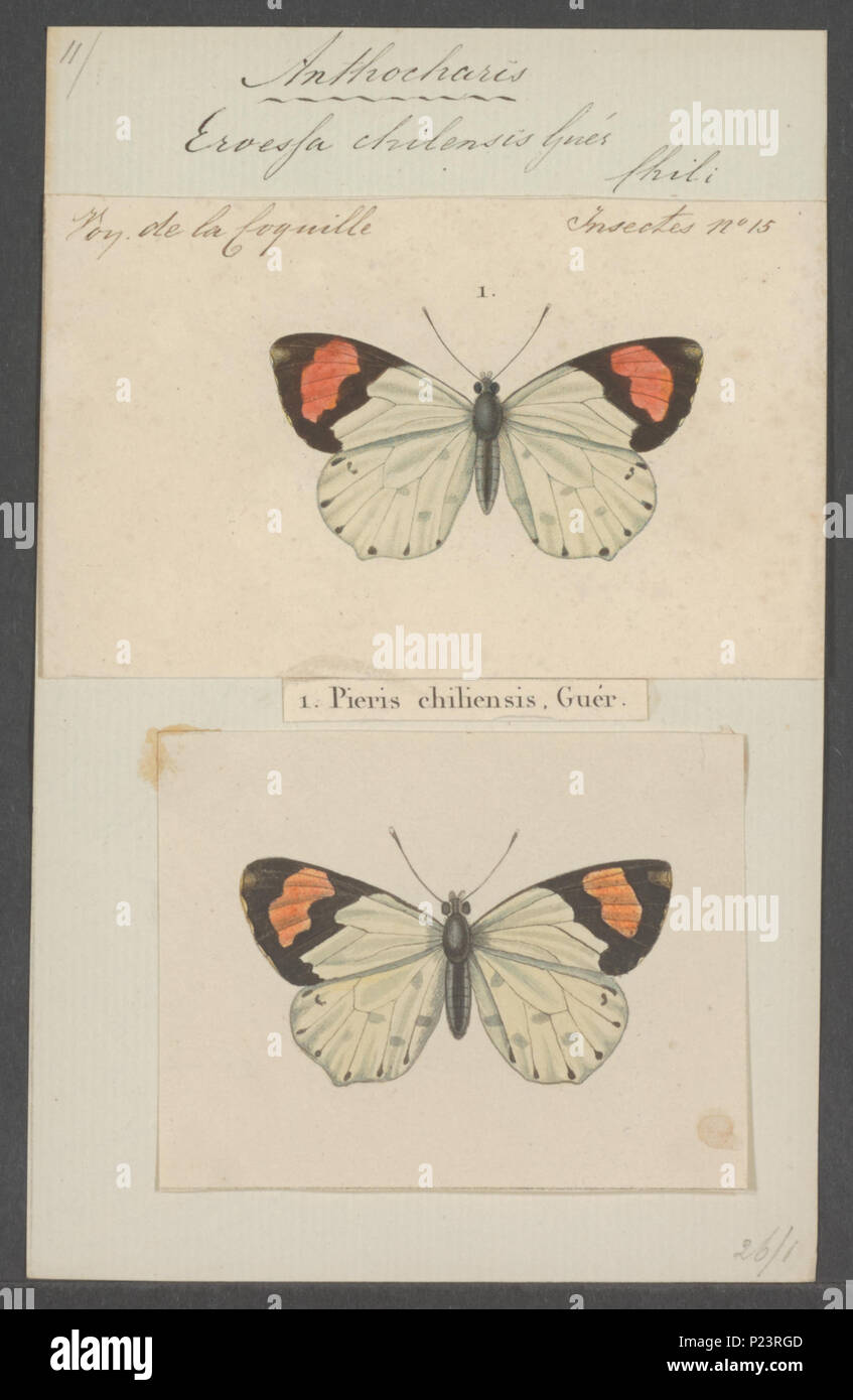 . Eroessa 119 Eroessa - Stampa - Iconographia Zoologica - Collezioni Speciali Università di Amsterdam - UBAINV0274 052 11 0003 Foto Stock