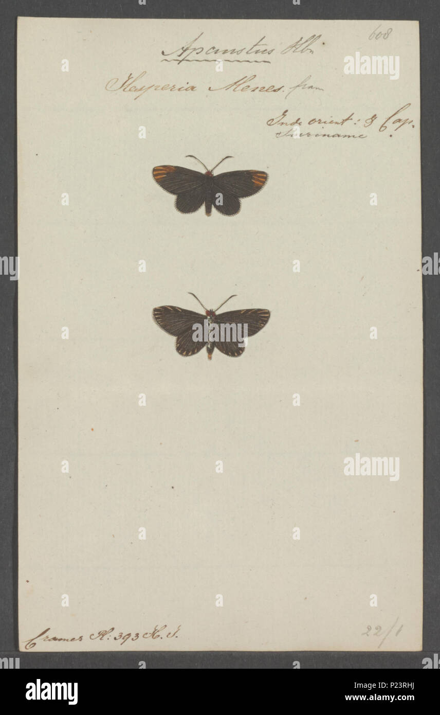 . Apaustus 20 Apaustus - Stampa - Iconographia Zoologica - Collezioni Speciali Università di Amsterdam - UBAINV0274 054 10 0002 Foto Stock