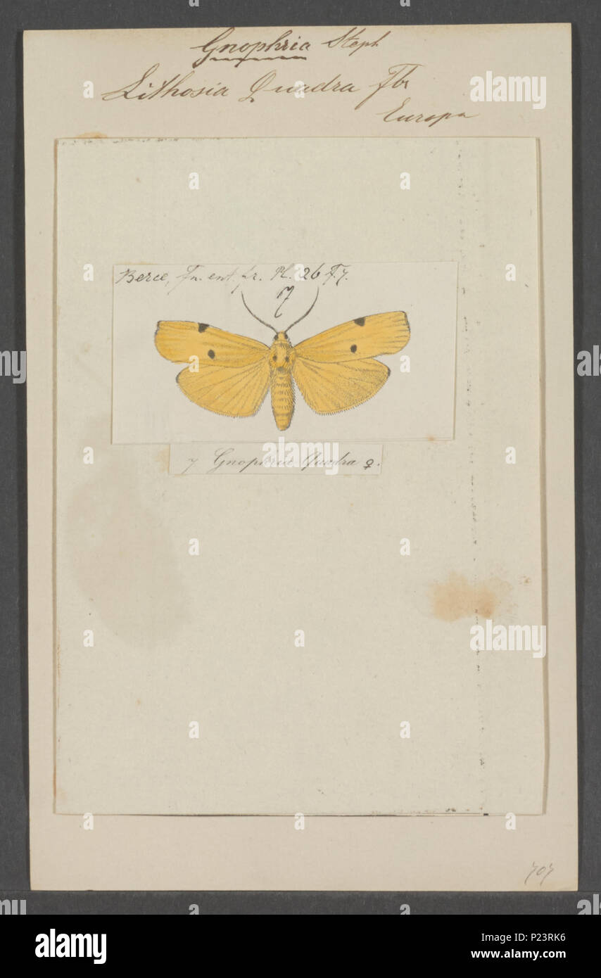 . Gnophria 140 Gnophria - Stampa - Iconographia Zoologica - Collezioni Speciali Università di Amsterdam - UBAINV0274 055 03 0027 Foto Stock
