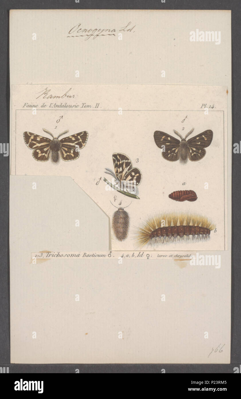 . Ocnogyna 210 Ocnogyna - Stampa - Iconographia Zoologica - Collezioni Speciali Università di Amsterdam - UBAINV0274 055 05 0055 Foto Stock