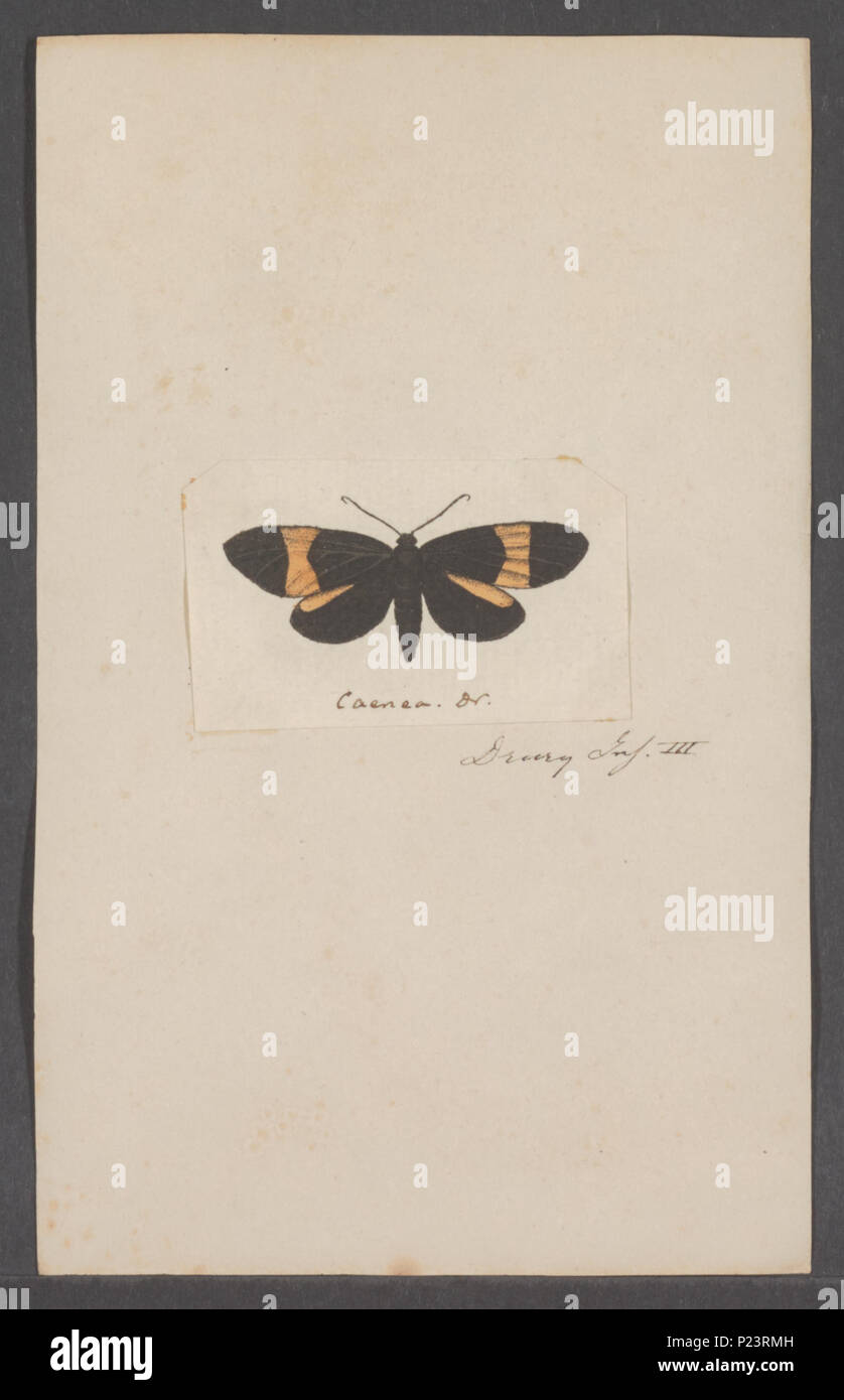 . Overige 214 Overige - Stampa - Iconographia Zoologica - Collezioni Speciali Università di Amsterdam - UBAINV0274 055 06 0002 Foto Stock