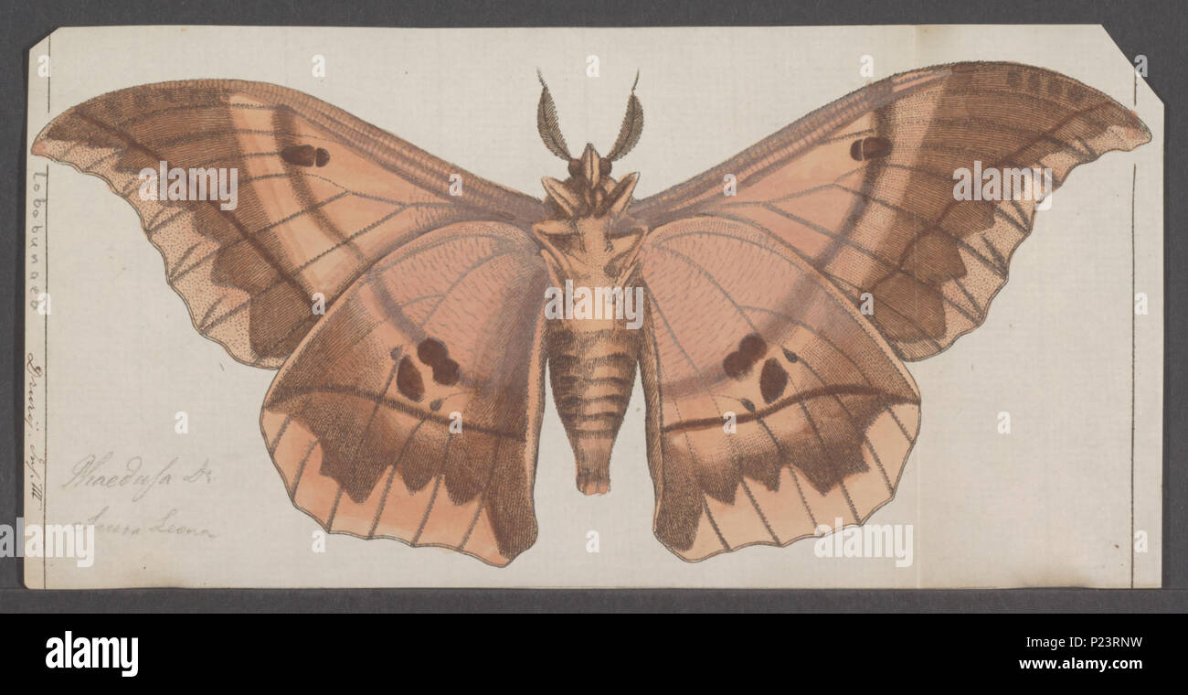 . Lobobunaea 177 Lobobunaea - Stampa - Iconographia Zoologica - Collezioni Speciali Università di Amsterdam - UBAINV0274 056 06 0128 Foto Stock