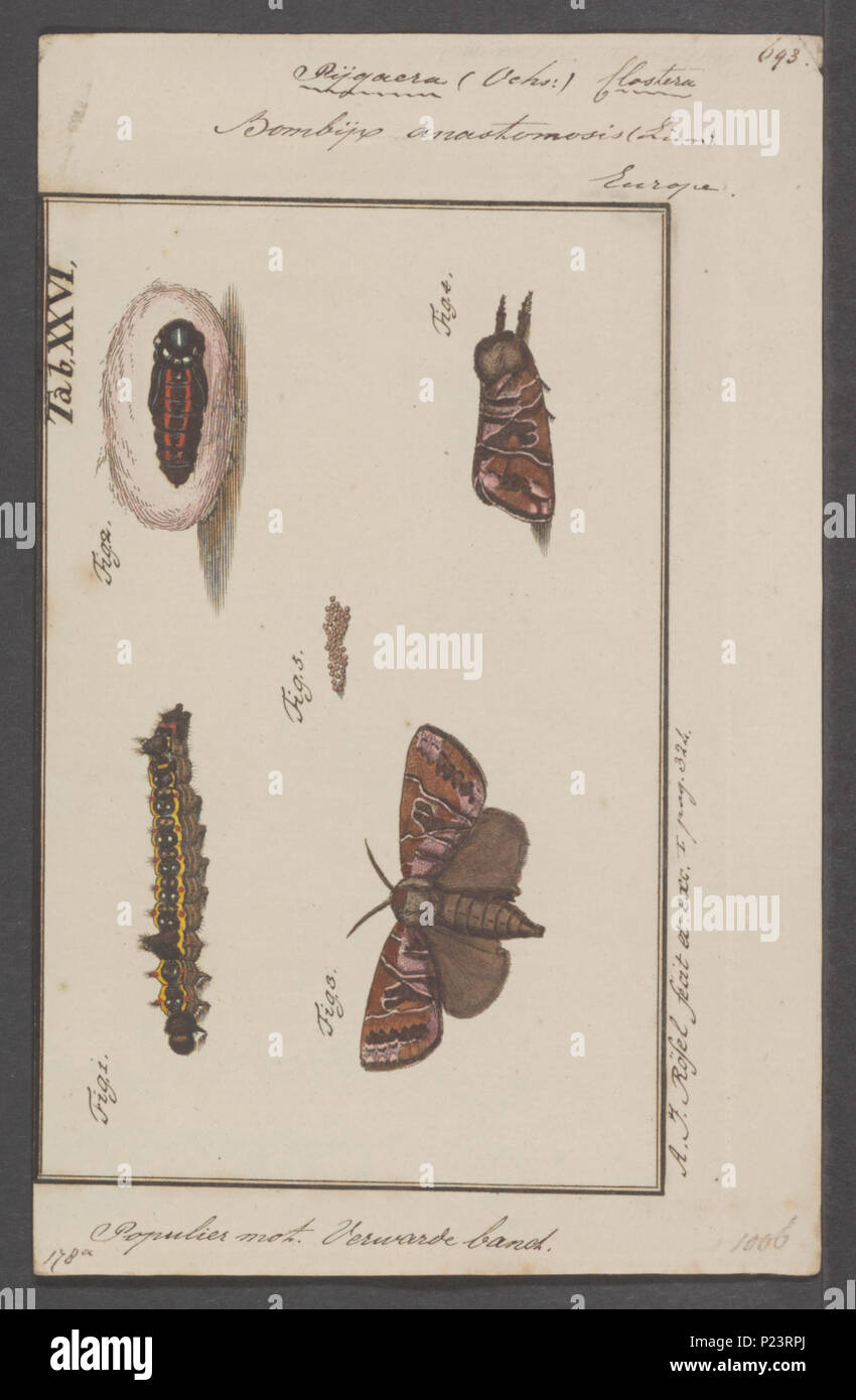 . Pygaera 274 Pygaera - Stampa - Iconographia Zoologica - Collezioni Speciali Università di Amsterdam - UBAINV0274 056 08 0051 Foto Stock