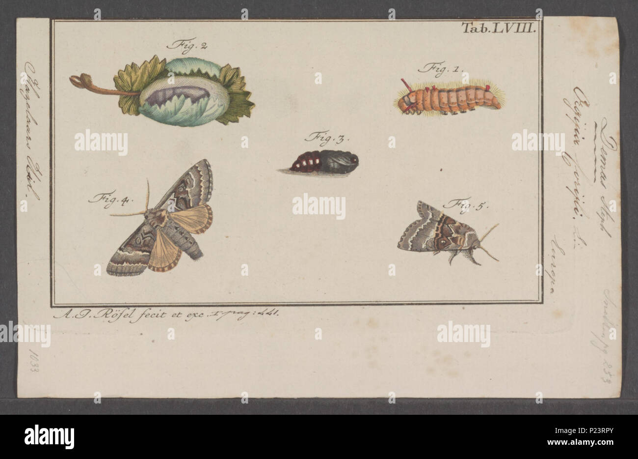. Demas 79 Demas - Stampa - Iconographia Zoologica - Collezioni Speciali Università di Amsterdam - UBAINV0274 057 01 0005 Foto Stock