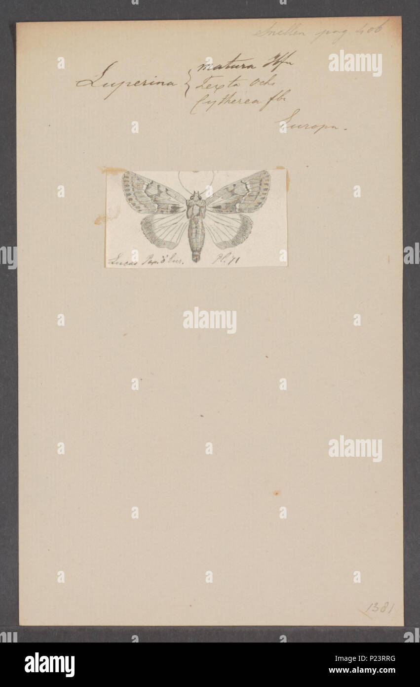 . Luperina 179 Luperina - Stampa - Iconographia Zoologica - Collezioni Speciali Università di Amsterdam - UBAINV0274 057 05 0002 Foto Stock