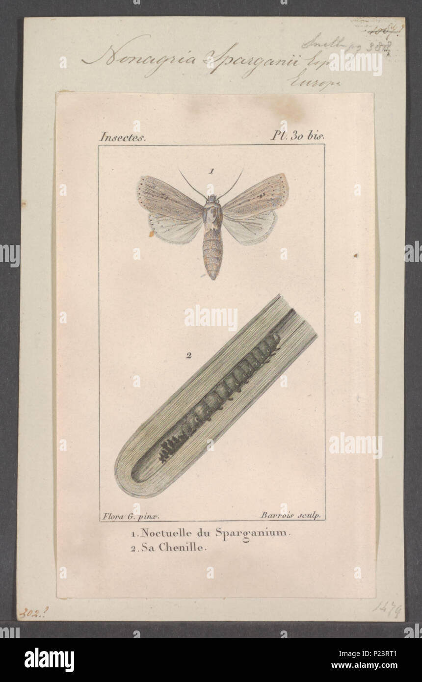 . Nonagria 205 Nonagria - Stampa - Iconographia Zoologica - Collezioni Speciali Università di Amsterdam - UBAINV0274 057 07 0002 Foto Stock
