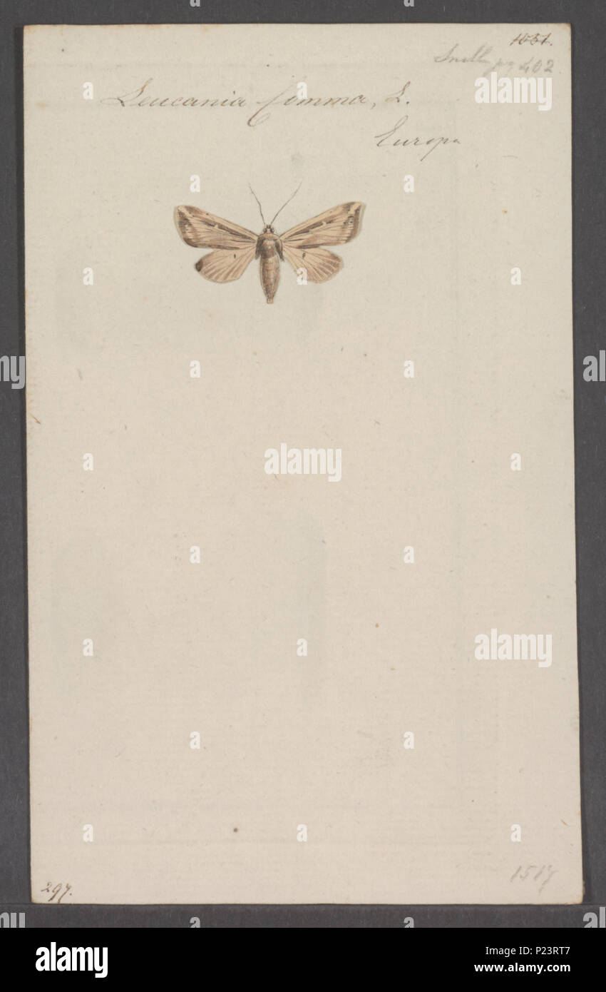 . Leucania 175 Leucania - Stampa - Iconographia Zoologica - Collezioni Speciali Università di Amsterdam - UBAINV0274 057 08 0002 Foto Stock