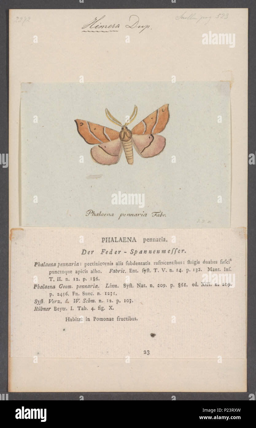 . Himera 148 Himera - Stampa - Iconographia Zoologica - Collezioni Speciali Università di Amsterdam - UBAINV0274 058 01 0043 Foto Stock