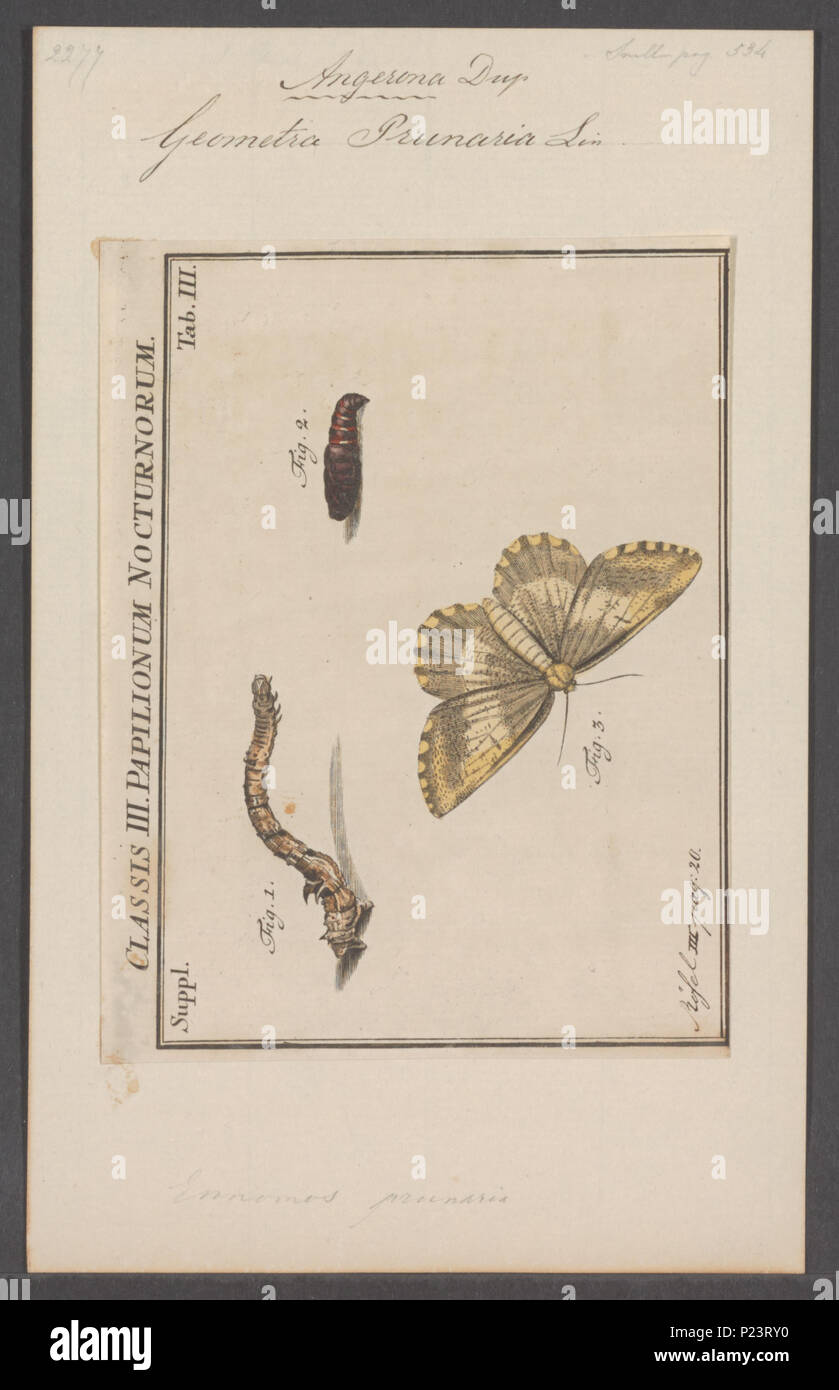 . Angerona 18 Angerona - Stampa - Iconographia Zoologica - Collezioni Speciali Università di Amsterdam - UBAINV0274 058 01 0048 Foto Stock