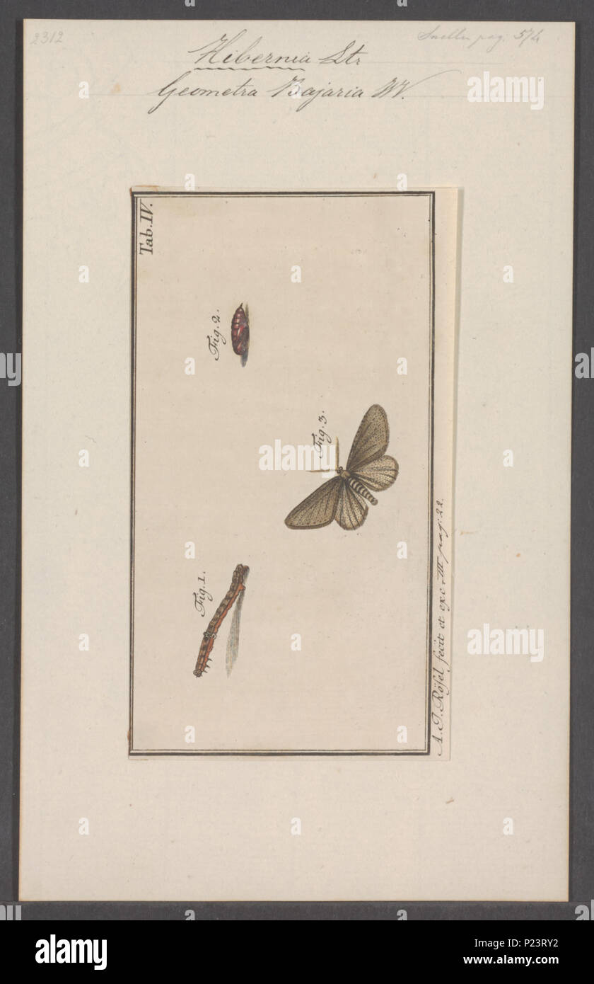 . Hybernia 153 Hybernia - Stampa - Iconographia Zoologica - Collezioni Speciali Università di Amsterdam - UBAINV0274 058 01 0057 Foto Stock