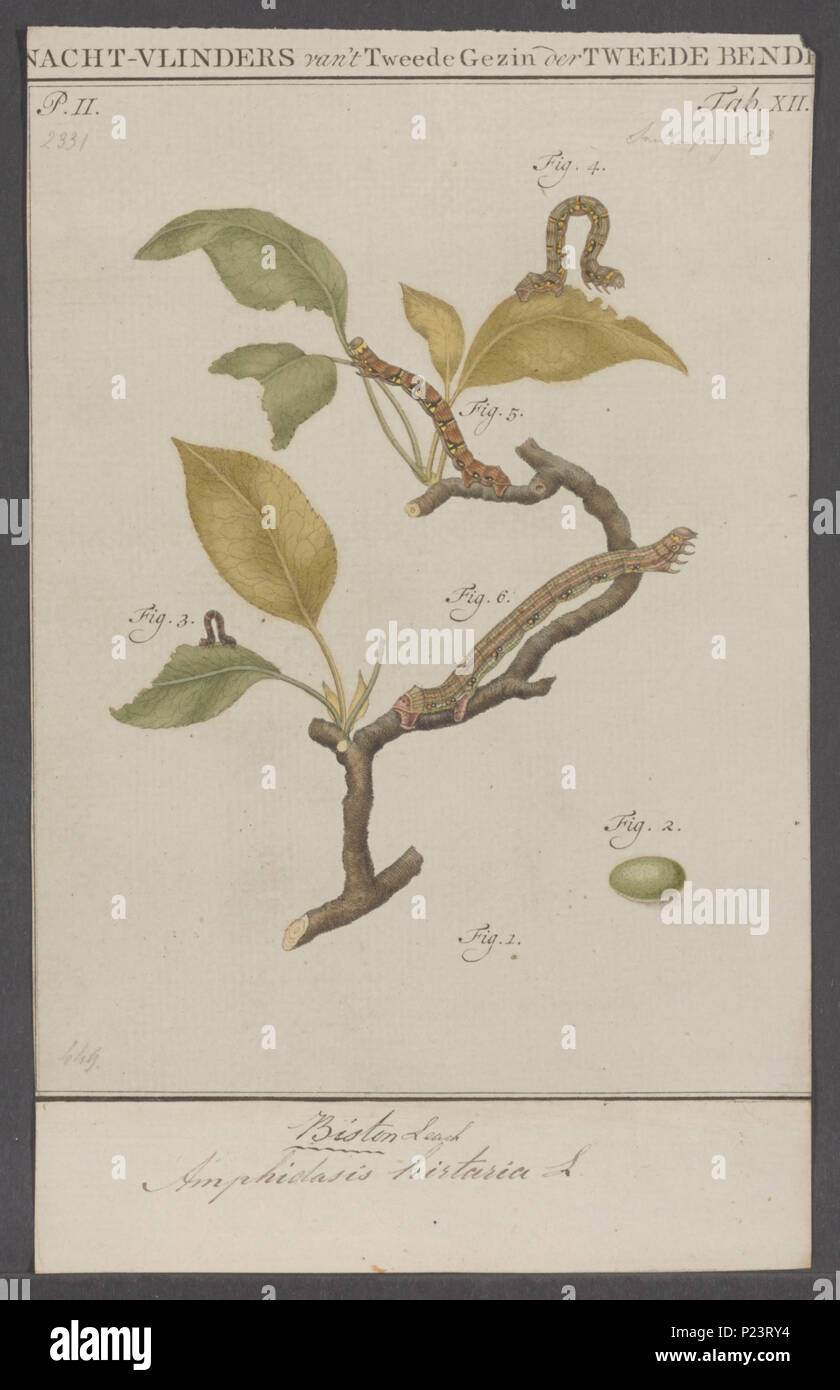 . 31 Biston Biston - Stampa - Iconographia Zoologica - Collezioni Speciali Università di Amsterdam - UBAINV0274 058 01 0062 Foto Stock