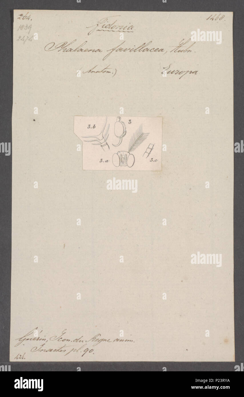 . Fidonia 124 Fidonia - Stampa - Iconographia Zoologica - Collezioni Speciali Università di Amsterdam - UBAINV0274 058 01 0070 Foto Stock