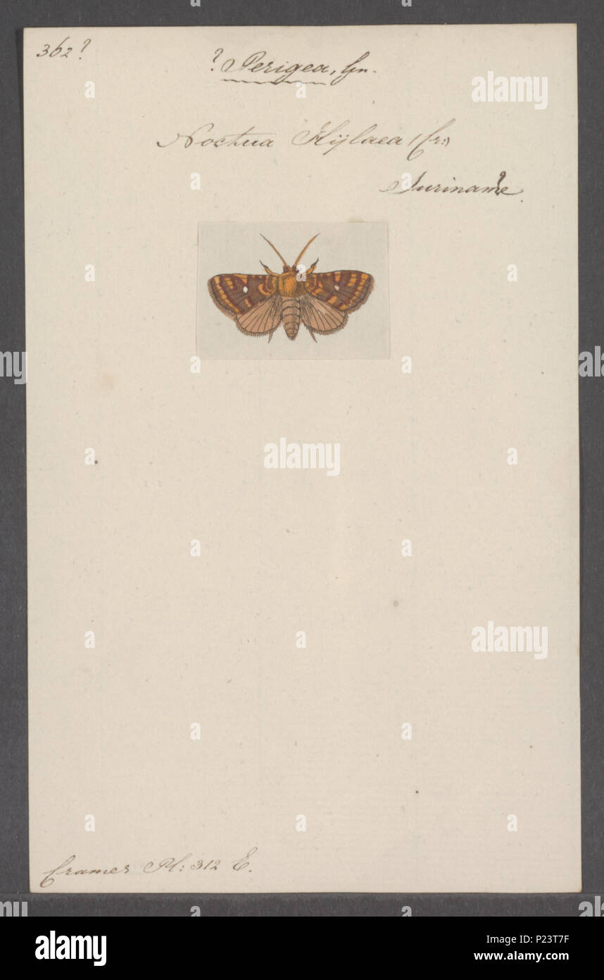 . Perigea 220 Perigea - Stampa - Iconographia Zoologica - Collezioni Speciali Università di Amsterdam - UBAINV0274 060 02 0005 Foto Stock