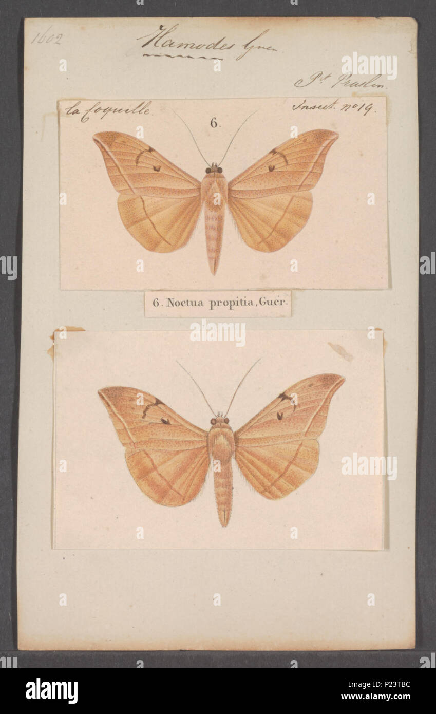 . Hamodes 144 Hamodes - Stampa - Iconographia Zoologica - Collezioni Speciali Università di Amsterdam - UBAINV0274 060 16 0089 Foto Stock