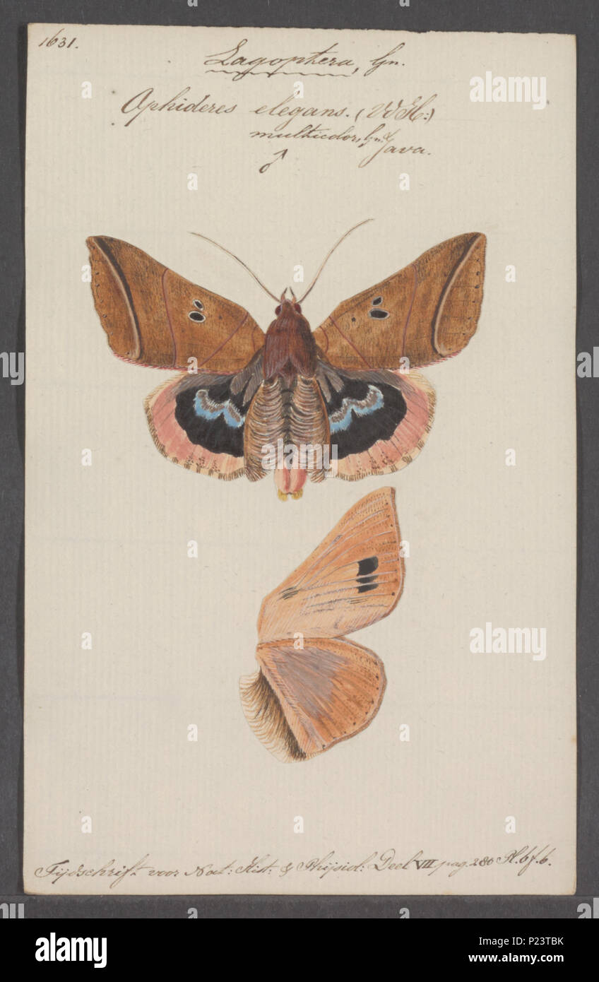 . Lagoptera 171 Lagoptera - Stampa - Iconographia Zoologica - Collezioni Speciali Università di Amsterdam - UBAINV0274 060 17 0003 Foto Stock