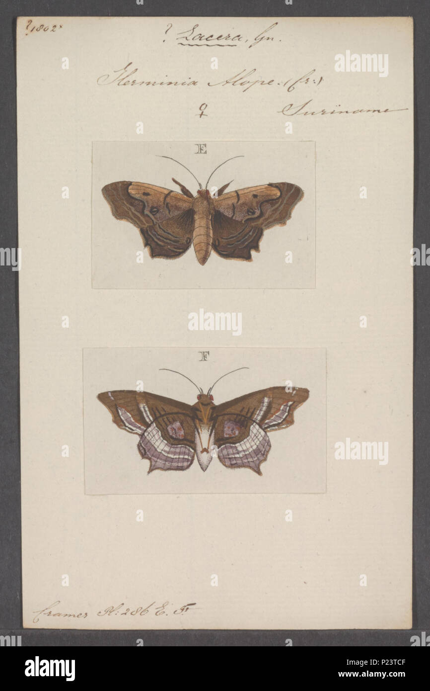 . Lacera 170 Lacera - Stampa - Iconographia Zoologica - Collezioni Speciali Università di Amsterdam - UBAINV0274 060 18 0002 Foto Stock