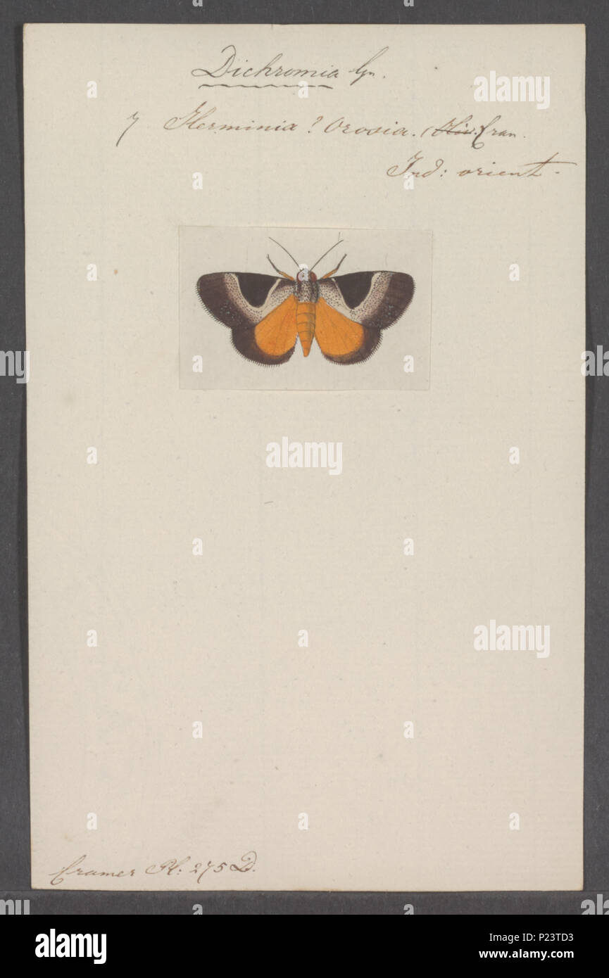 . Dichromia 81 Dichromia - Stampa - Iconographia Zoologica - Collezioni Speciali Università di Amsterdam - UBAINV0274 061 01 0005 Foto Stock
