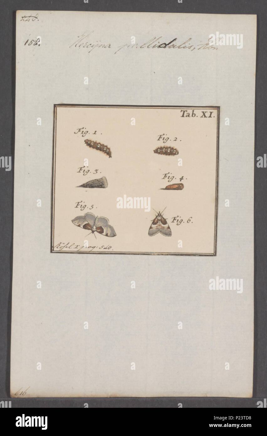 . Hercyna 146 Hercyna - Stampa - Iconographia Zoologica - Collezioni Speciali Università di Amsterdam - UBAINV0274 061 03 0002 Foto Stock