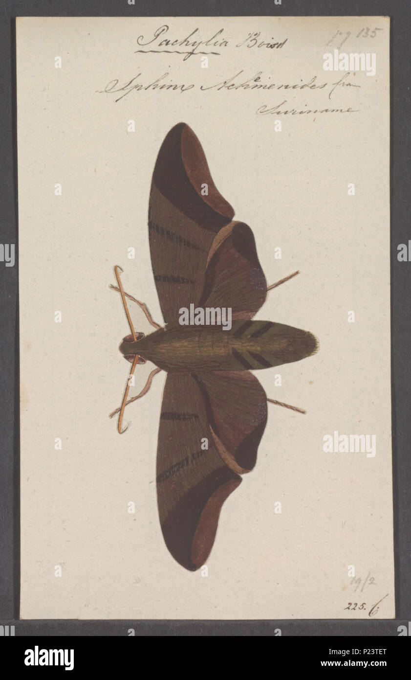 . Pachylia 215 Pachylia - Stampa - Iconographia Zoologica - Collezioni Speciali Università di Amsterdam - UBAINV0274 062 05 0007 Foto Stock