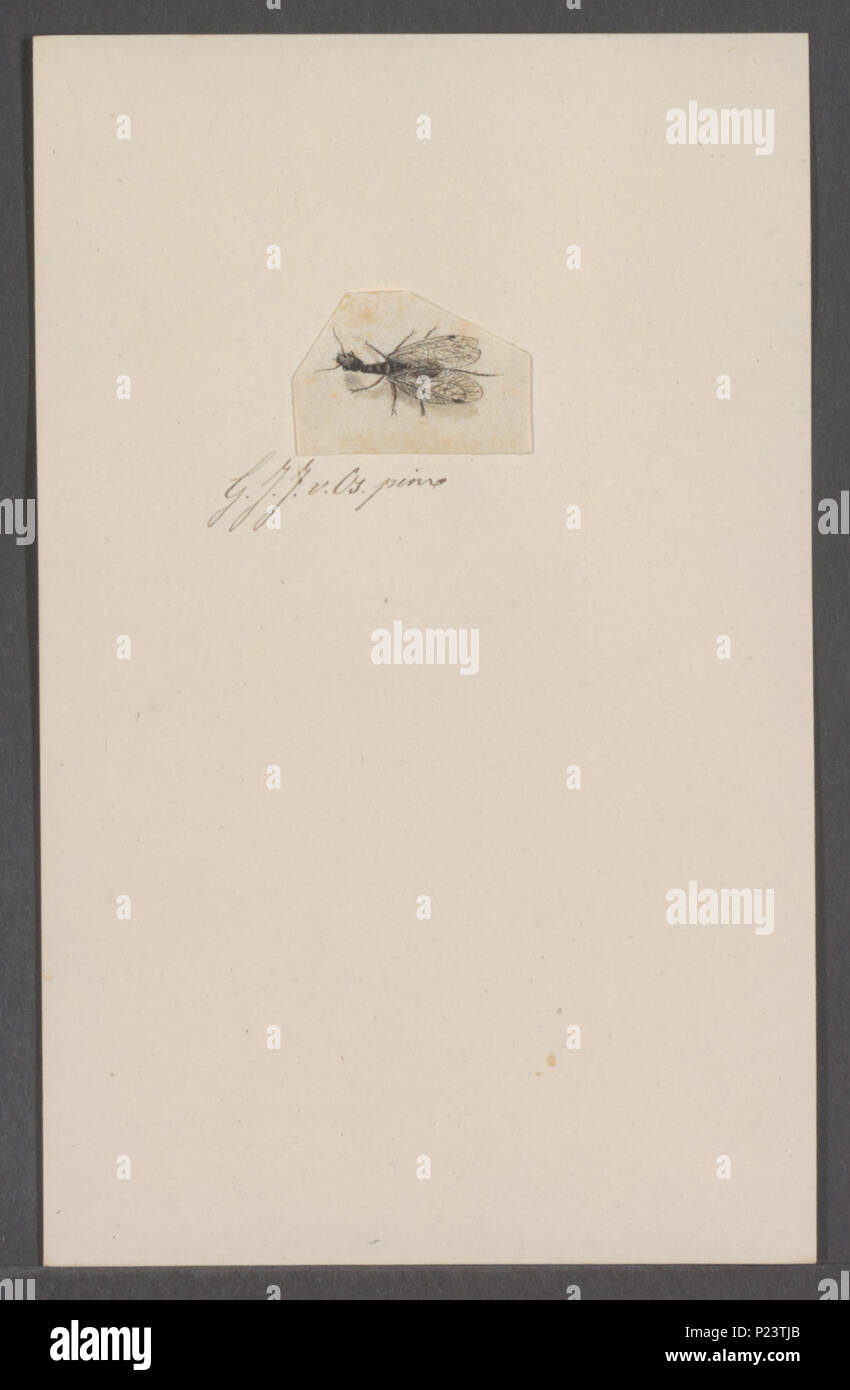 . Kend 166 Kend - Stampa - Iconographia Zoologica - Collezioni Speciali Università di Amsterdam - UBAINV0274 064 02 0012 Foto Stock