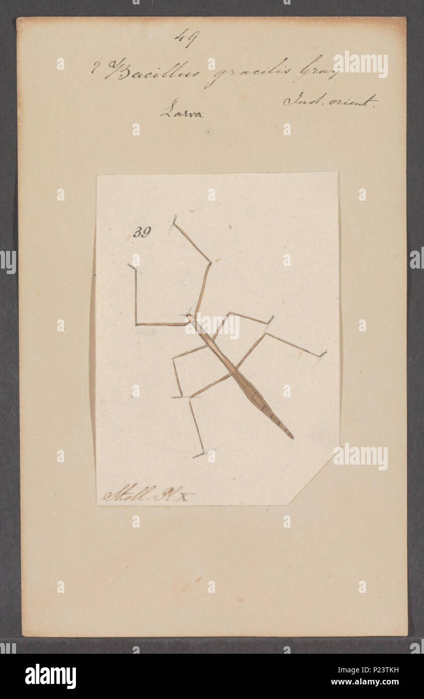 . Bacillus 25 Bacillus - Stampa - Iconographia Zoologica - Collezioni Speciali Università di Amsterdam - UBAINV0274 065 04 0002 Foto Stock
