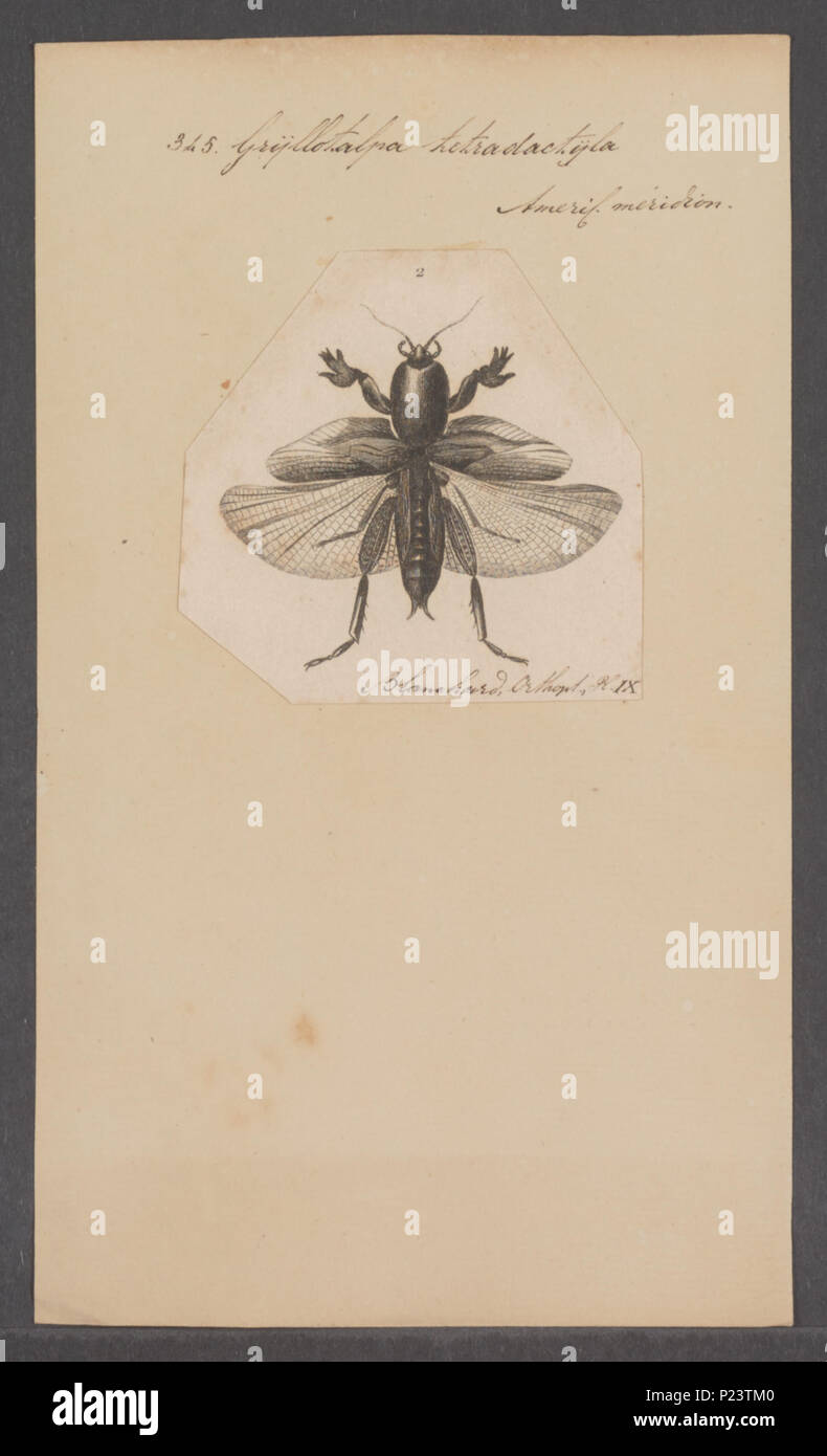 . Gryllotalpa Gryllotalpa 142 - Stampa - Iconographia Zoologica - Collezioni Speciali Università di Amsterdam - UBAINV0274 065 05 0002 Foto Stock