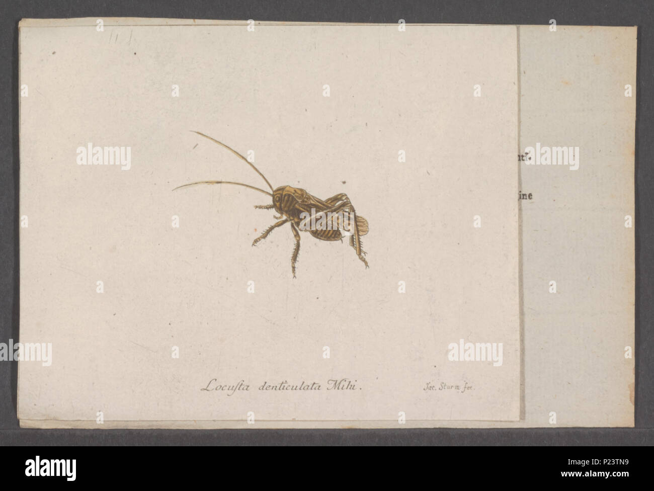 . Locusta 177 Locusta - Stampa - Iconographia Zoologica - Collezioni Speciali Università di Amsterdam - UBAINV0274 066 01 0047 Foto Stock