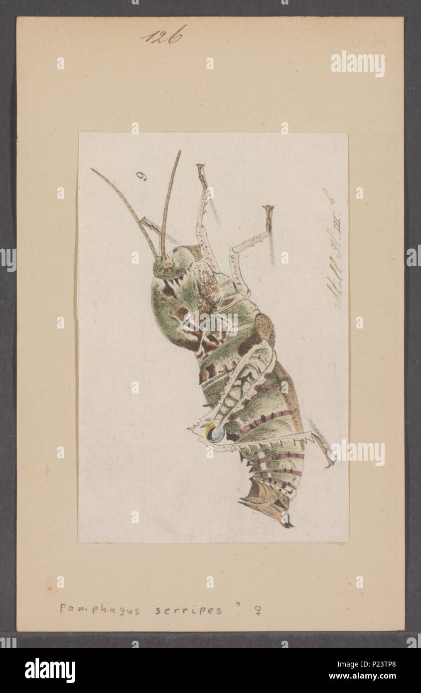. Pamphagus 216 Pamphagus - Stampa - Iconographia Zoologica - Collezioni Speciali Università di Amsterdam - UBAINV0274 066 02 0065 Foto Stock
