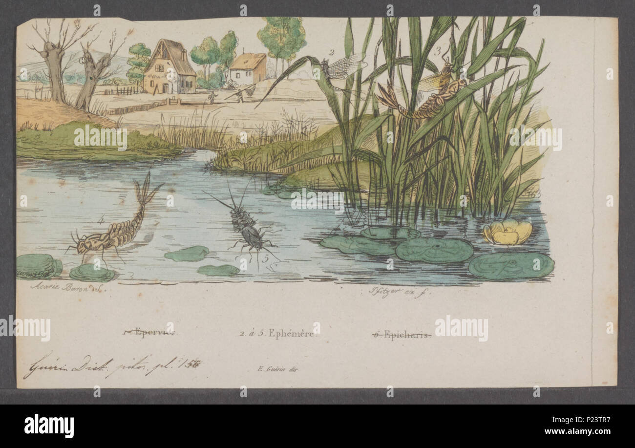 . Ephemera 117 Ephemera - Stampa - Iconographia Zoologica - Collezioni Speciali Università di Amsterdam - UBAINV0274 067 02 0002 Foto Stock