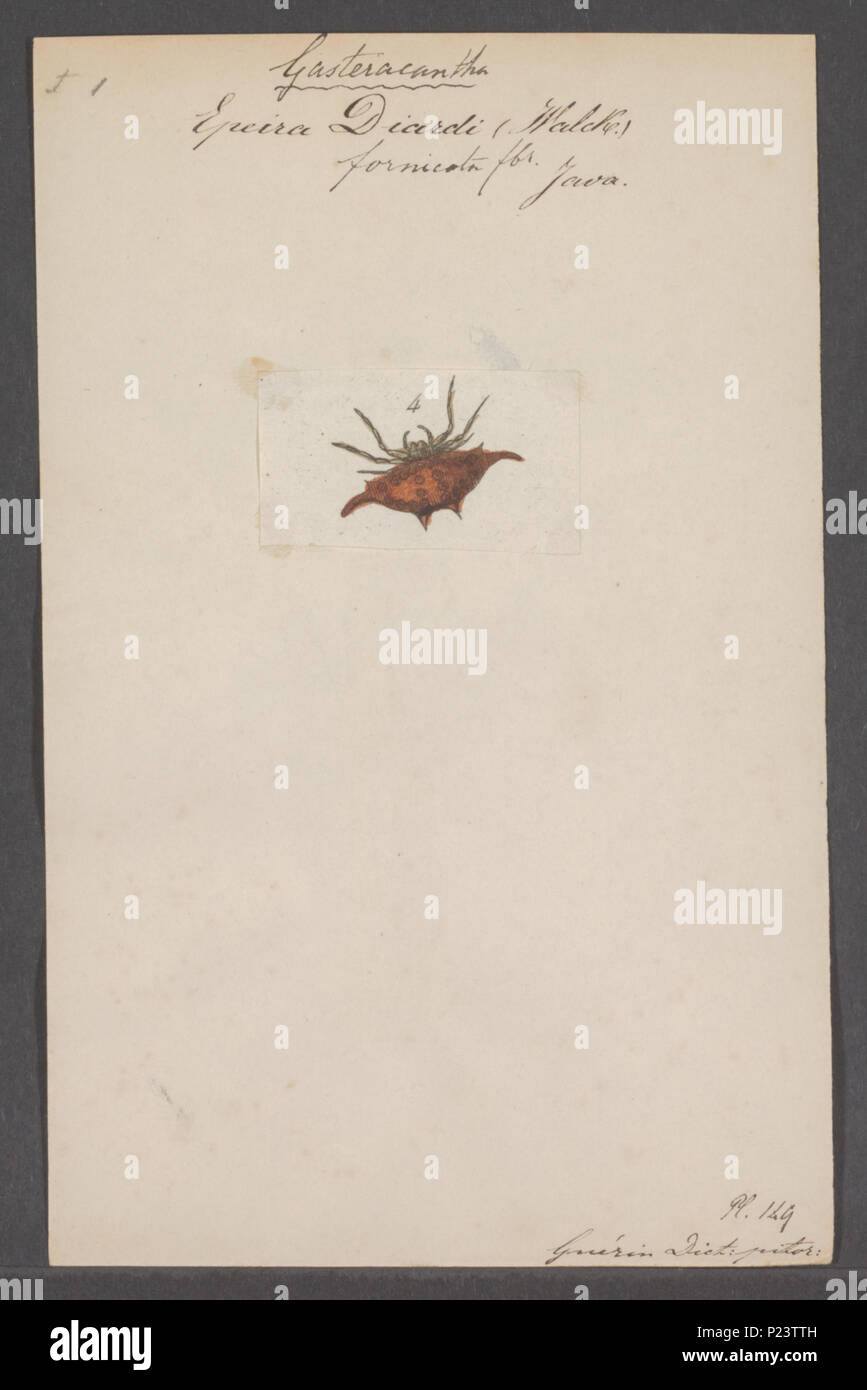 . Gasteracantha 132 Gasteracantha - Stampa - Iconographia Zoologica - Collezioni Speciali Università di Amsterdam - UBAINV0274 068 02 0002 Foto Stock