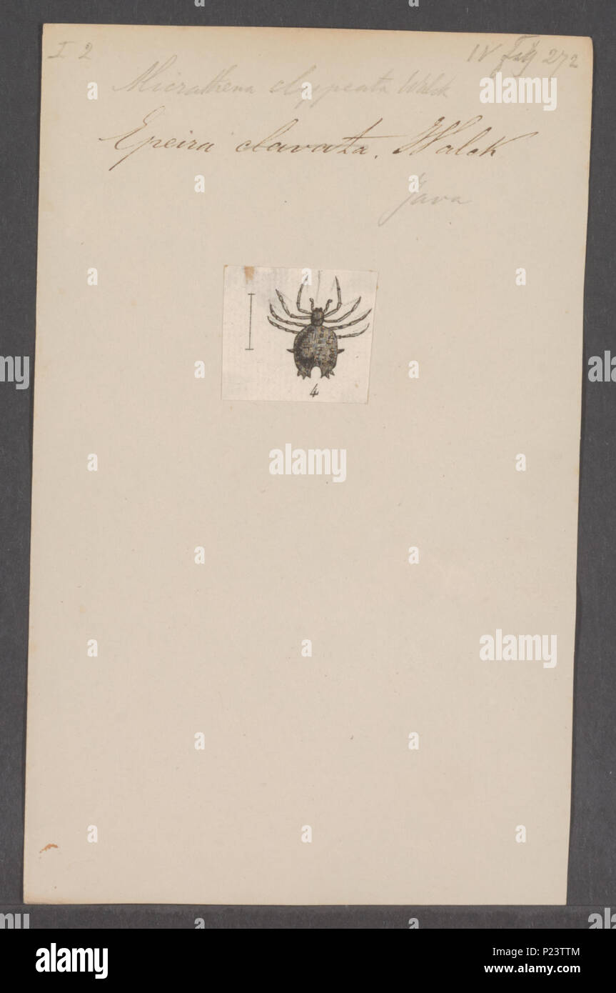 . Micrathena 193 Micrathena - Stampa - Iconographia Zoologica - Collezioni Speciali Università di Amsterdam - UBAINV0274 068 02 0011 Foto Stock