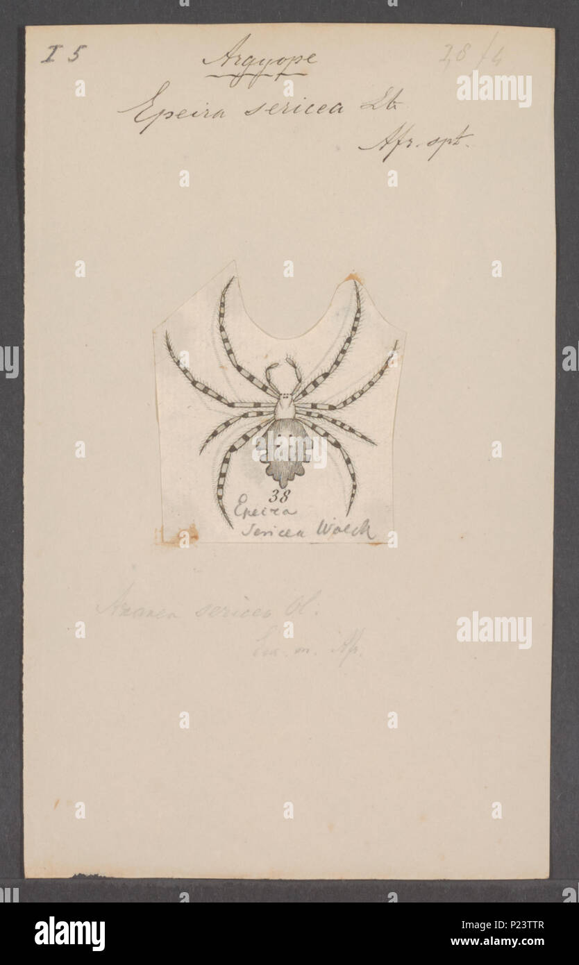 . Argyopes 22 Argyopes - Stampa - Iconographia Zoologica - Collezioni Speciali Università di Amsterdam - UBAINV0274 068 02 0012 Foto Stock