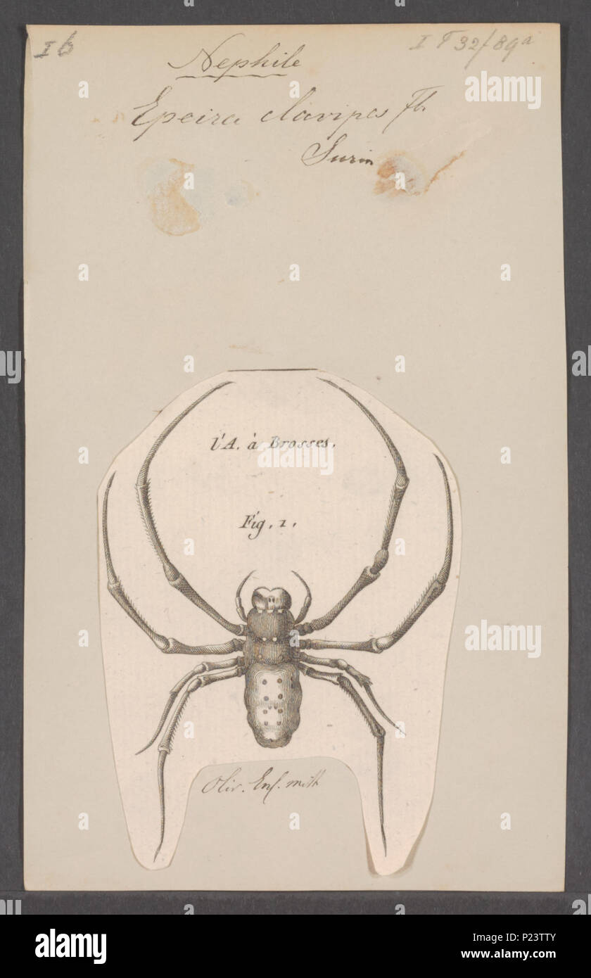 . Nephila 201 Nephila - Stampa - Iconographia Zoologica - Collezioni Speciali Università di Amsterdam - UBAINV0274 068 02 0013 Foto Stock