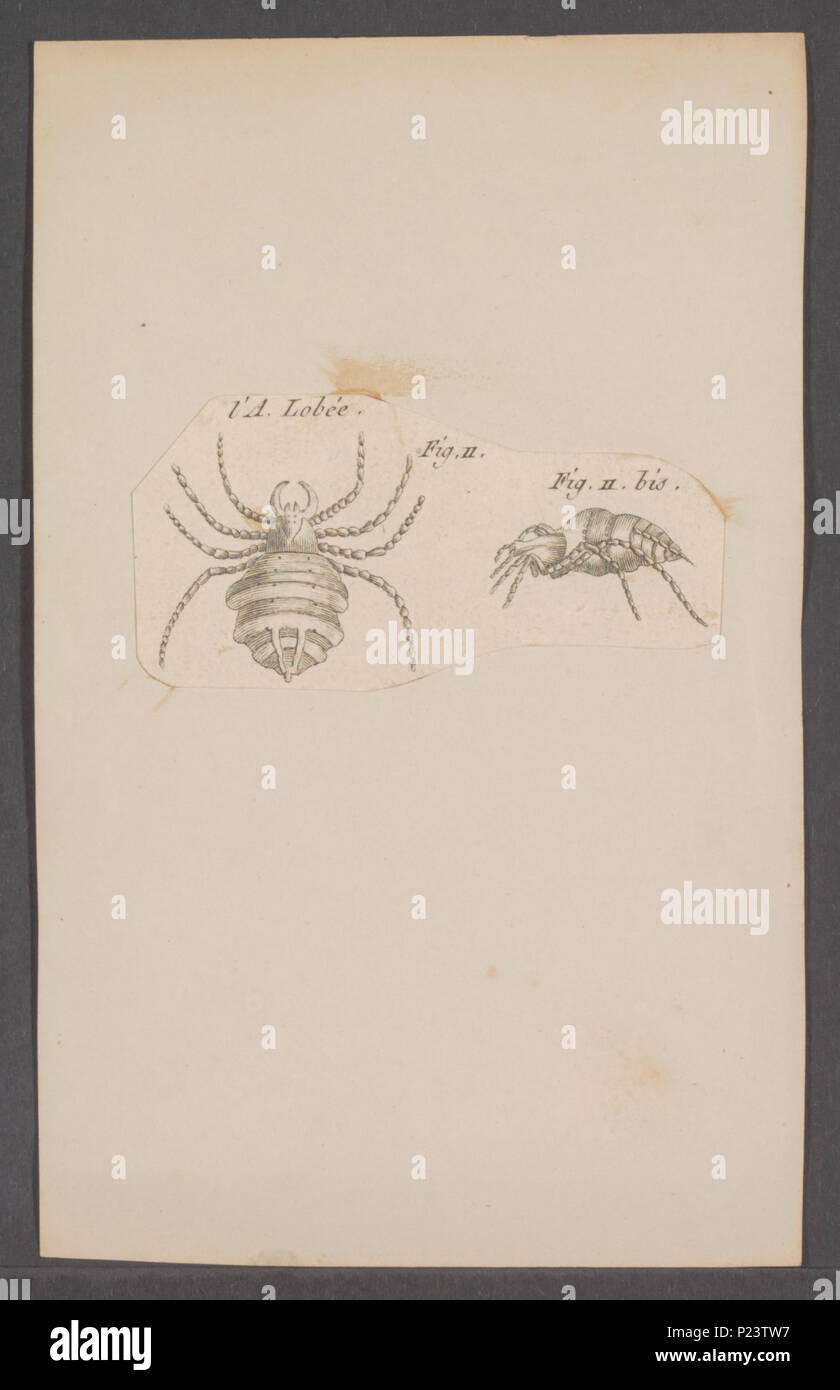 . Kend 167 Kend - Stampa - Iconographia Zoologica - Collezioni Speciali Università di Amsterdam - UBAINV0274 068 03 0002 Foto Stock