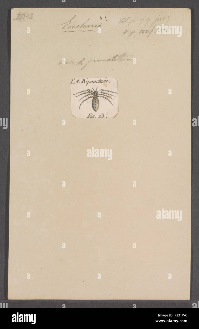 . Eucharia 120 Eucharia - Stampa - Iconographia Zoologica - Collezioni Speciali Università di Amsterdam - UBAINV0274 068 04 0005 Foto Stock