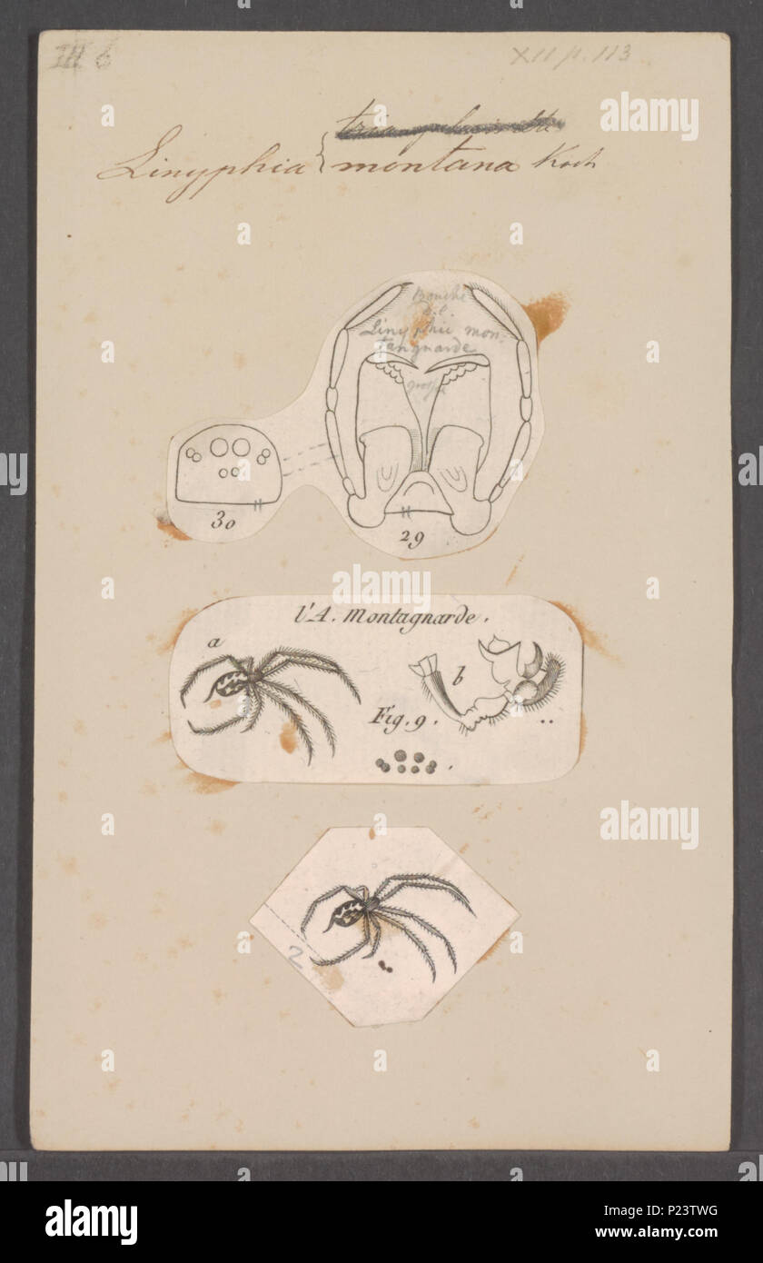 . Linyphia 177 Linyphia - Stampa - Iconographia Zoologica - Collezioni Speciali Università di Amsterdam - UBAINV0274 068 04 0011 Foto Stock