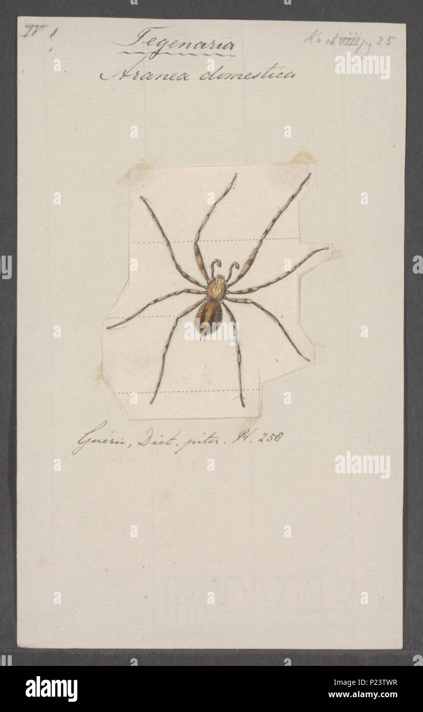 . Tegenaria 301 Tegenaria - Stampa - Iconographia Zoologica - Collezioni Speciali Università di Amsterdam - UBAINV0274 068 05 0002 Foto Stock