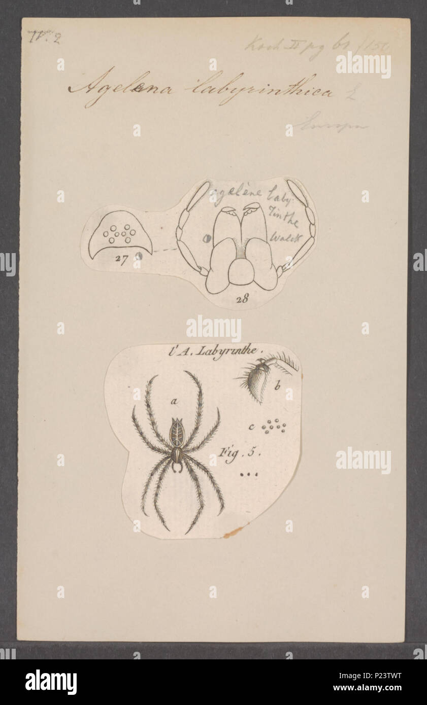 . Agelena 10 Agelena - Stampa - Iconographia Zoologica - Collezioni Speciali Università di Amsterdam - UBAINV0274 068 05 0006 Foto Stock