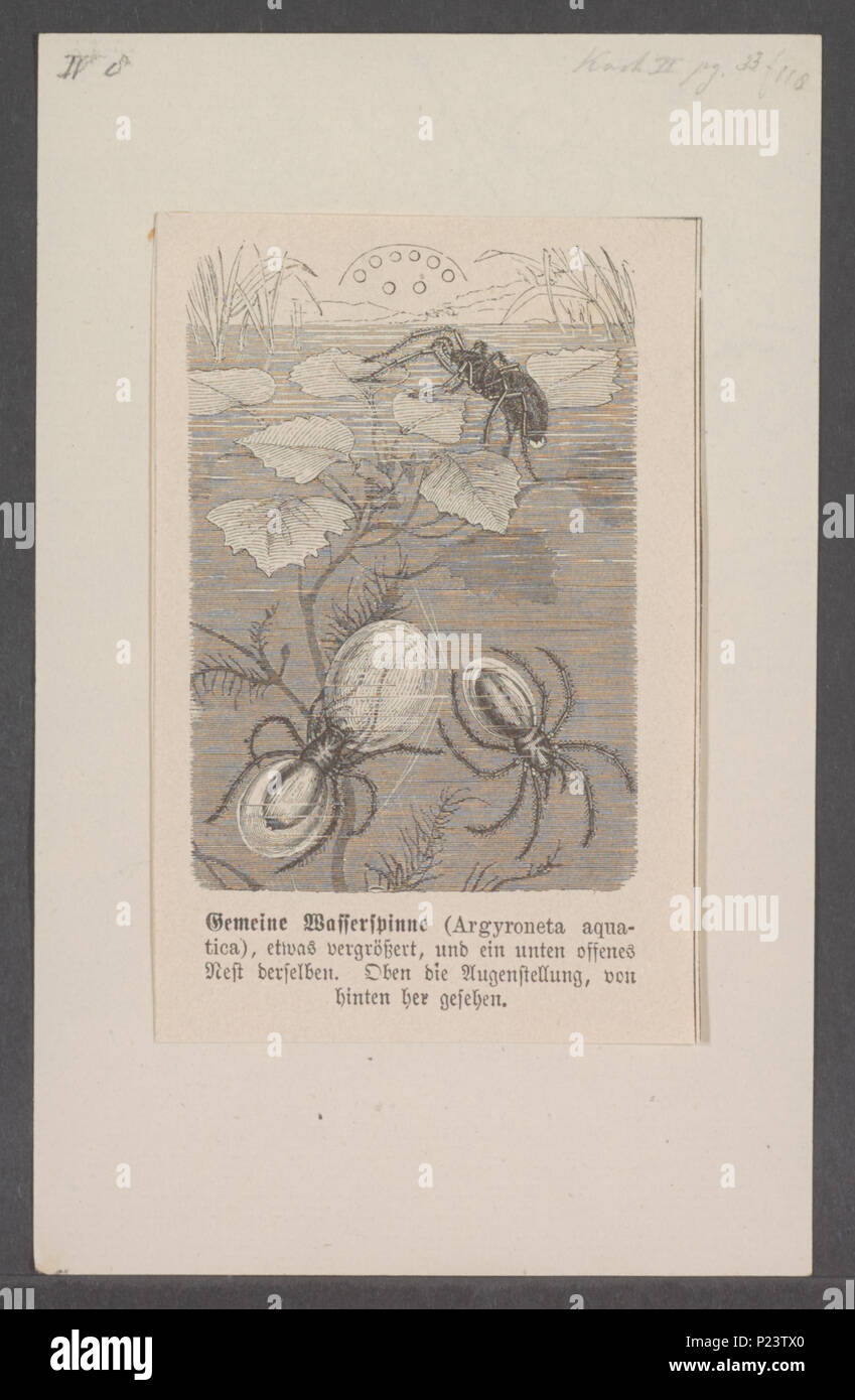 . Argyroneta 22 Argyroneta - Stampa - Iconographia Zoologica - Collezioni Speciali Università di Amsterdam - UBAINV0274 068 05 0008 Foto Stock