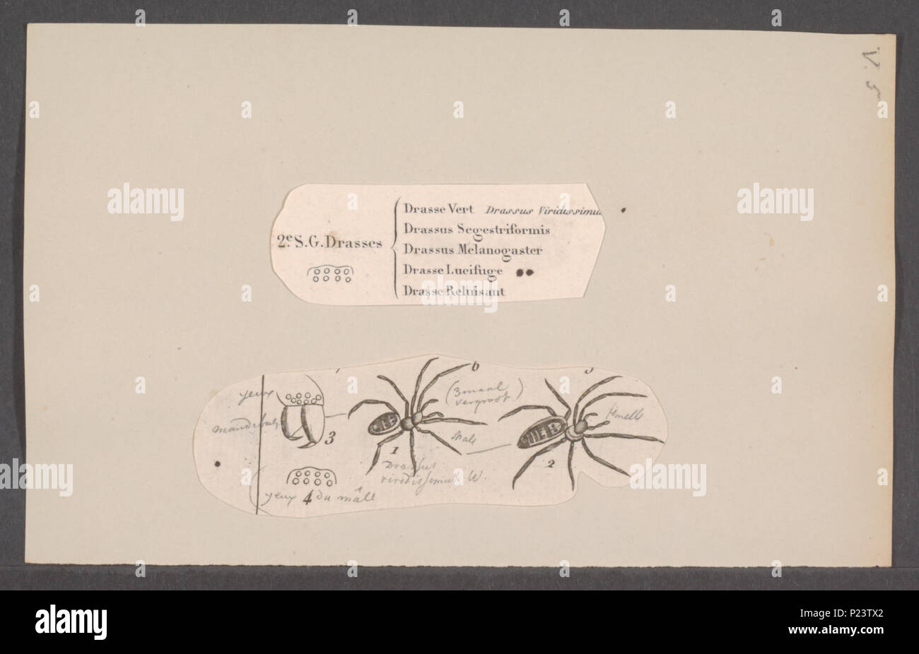 . Drassus 84 Drassus - Stampa - Iconographia Zoologica - Collezioni Speciali Università di Amsterdam - UBAINV0274 068 06 0008 Foto Stock