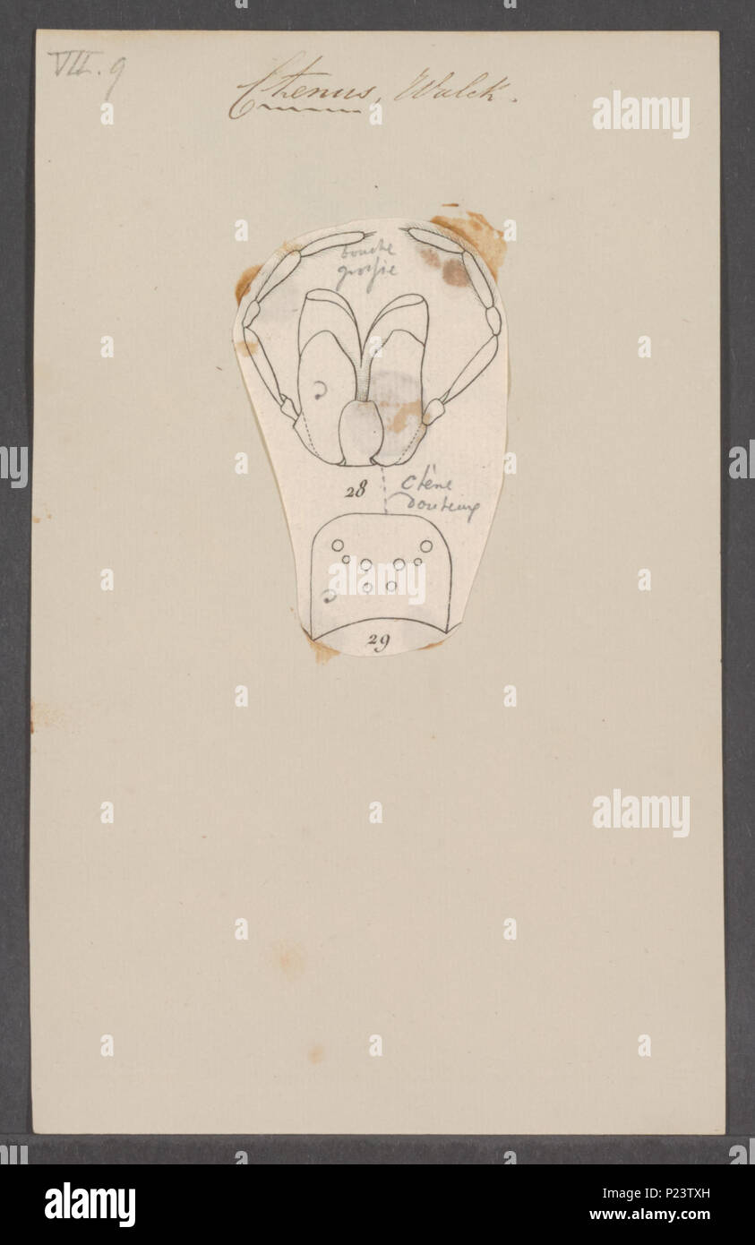 . Ctenus 71 Ctenus - Stampa - Iconographia Zoologica - Collezioni Speciali Università di Amsterdam - UBAINV0274 068 08 0034 Foto Stock