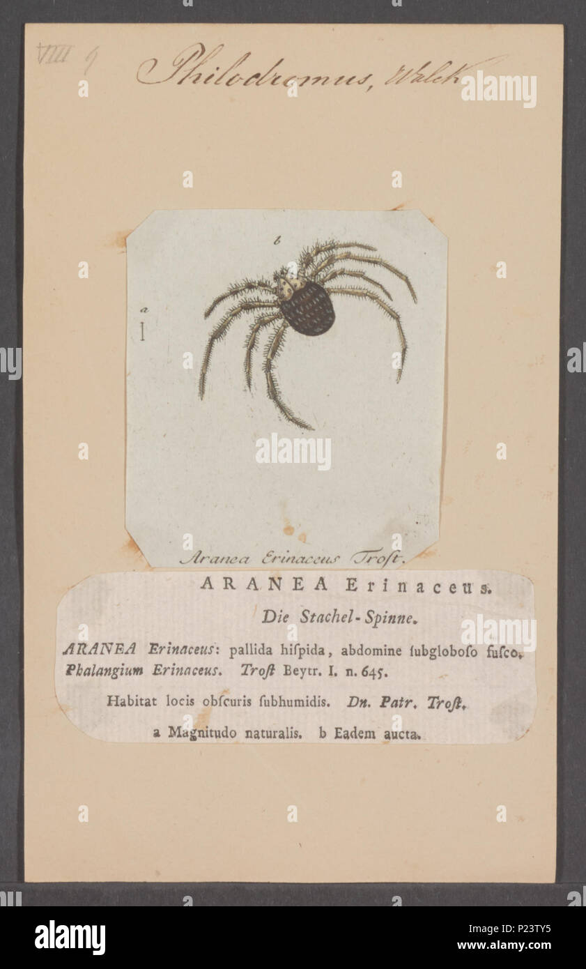 . Philodromus 222 Philodromus - Stampa - Iconographia Zoologica - Collezioni Speciali Università di Amsterdam - UBAINV0274 068 09 0023 Foto Stock