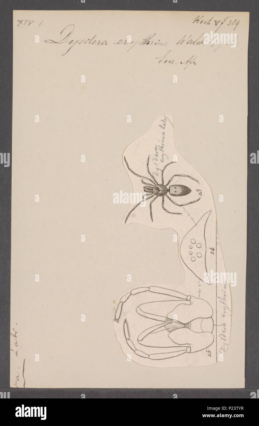 . Dysdera 113 Dysdera - Stampa - Iconographia Zoologica - Collezioni Speciali Università di Amsterdam - UBAINV0274 068 15 0002 Foto Stock